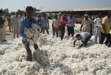 MSP funding for cotton farmers - Government Approves Rs 1,700 Crore MSP Boost for Cotton Farmers